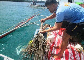 Artificial Coral Reefs, inilagay sa dagat na sakop ng isang Barangay sa Cajidiocan