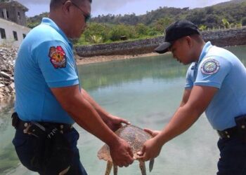 Endangered na pawikan, nailigtas sa Romblon, Romblon