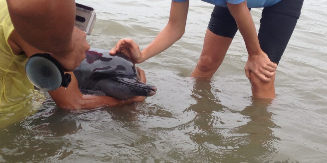 Sugatang dolphin, nailigtas ng BFAR sa bayan ng Odiongan noong Webes ng hapon