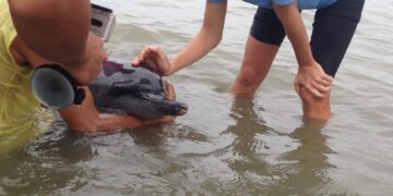 Sugatang dolphin, nailigtas ng BFAR sa bayan ng Odiongan noong Webes ng hapon