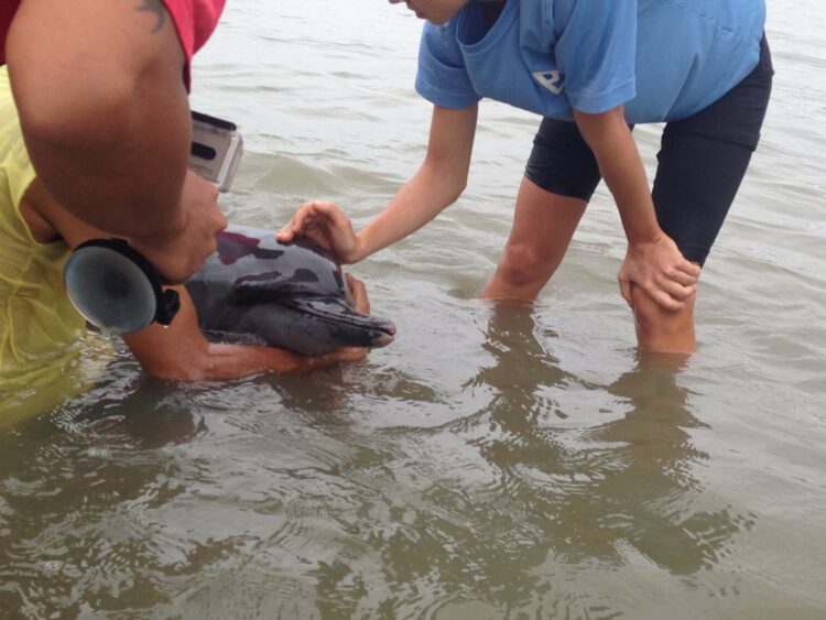 Sugatang dolphin, nailigtas ng BFAR sa bayan ng Odiongan noong Webes ng hapon