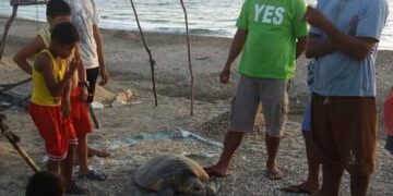 Pawikan, nailigtas ng mga mangingisda sa Romblon, Romblon