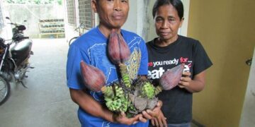 Si Ruvigildo Rubion ng Brgy. Rizal, Odiongan, Romblon may hawak ng tatlong puso ng saging mula sa iisang puno. Photo from Emmanuel Eranes
