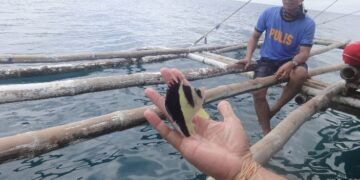 Isang uri ng aquarium fish na pinakawalan sa dagat sa San Fernando. (Photo from San Fernando PNP)