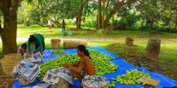 LOOK: Harvest time for this Carabao Mangoes