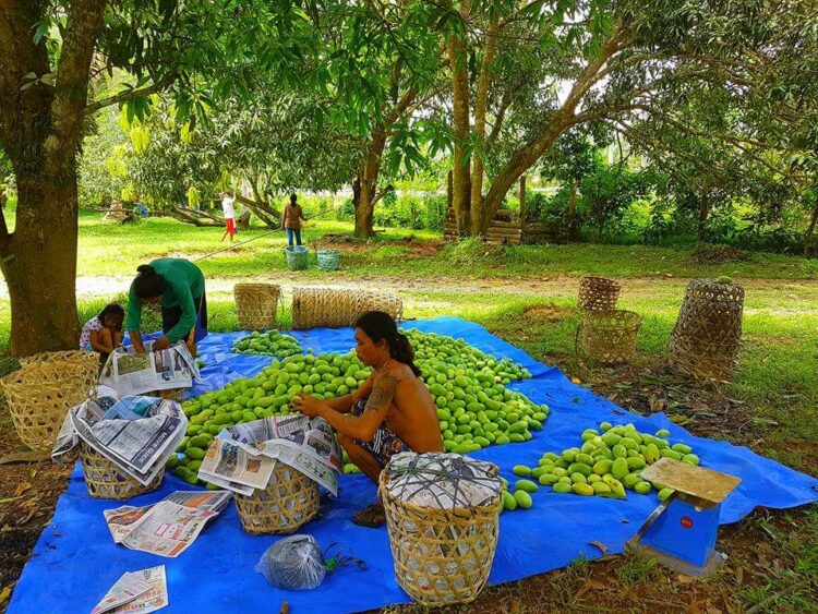 LOOK: Harvest time for this Carabao Mangoes