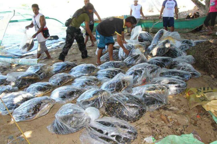 70 butchered sea turtle, recovered in Dumaram, Palawan
