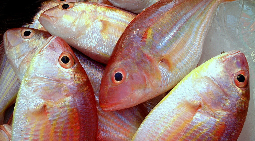 Pagkain ng Isda, mabisang gamot sa depresyon