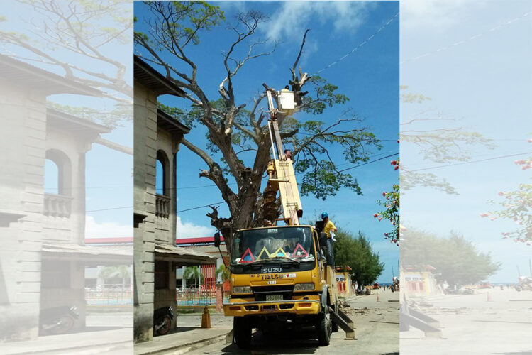 Centennial Acacia Tree sa San Agustin, nagsisimula ng mabulok