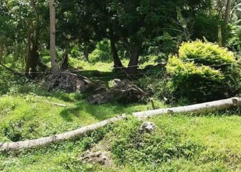 Photo credit to Mike Falogme