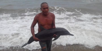 Dolphin, nailigtas sa Calatrava kaninang umaga