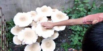 Giant Mushroom, tumubo sa Alcantara