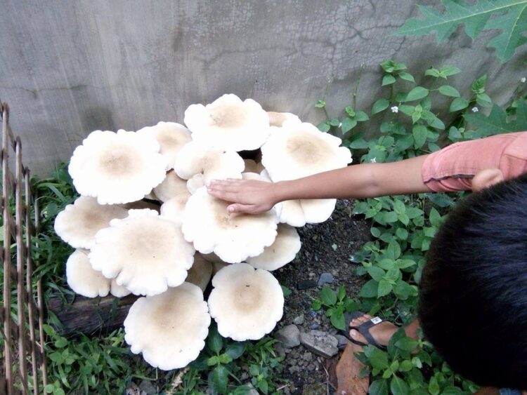 Giant Mushroom, tumubo sa Alcantara