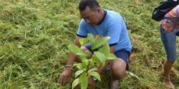 500 seedlings ng Cacao, itinanim sa Anahao ng PNP