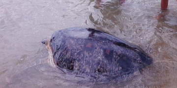 Pawikan, nalambat ng mga mangingisda sa Magdiwang