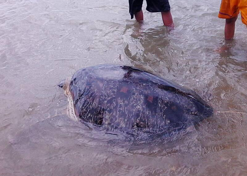 Pawikan, nalambat ng mga mangingisda sa Magdiwang
