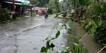 Alcantara battered by strong winds, banana trees toppled due to Urduja