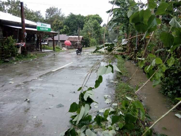 Alcantara battered by strong winds, banana trees toppled due to Urduja