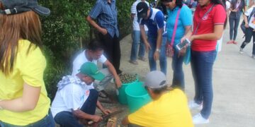 Kaong o sugar palm, ipinakilala ng DOST sa Odiongan