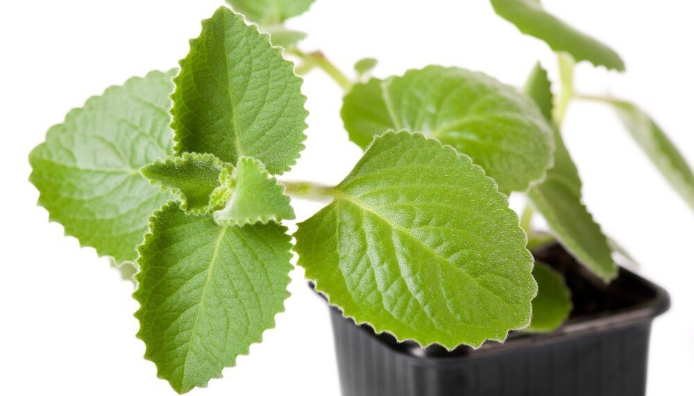 Maliban sa ubo, gamot rin ang oregano sa iba pang sakit