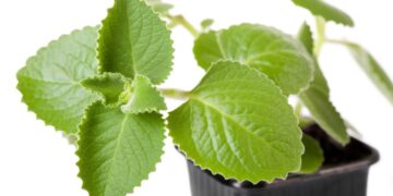 Maliban sa ubo, gamot rin ang oregano sa iba pang sakit