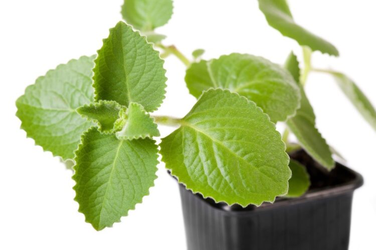 Maliban sa ubo, gamot rin ang oregano sa iba pang sakit