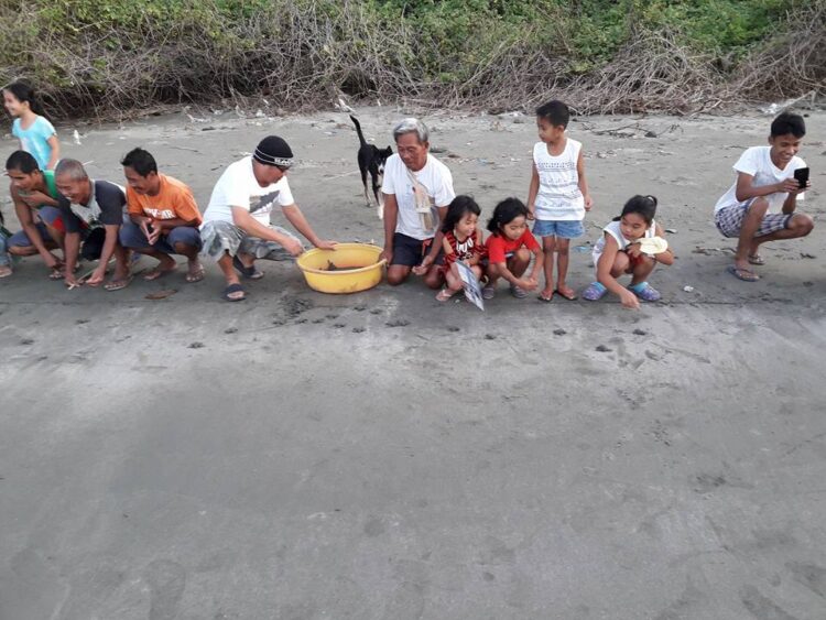 Mga baby pawikan ibinalik sa karagatan