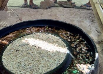 Photo Courtesy: Joey Venancio