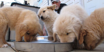 DOH urges dog, cat owners to have pets vaccinated