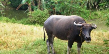 Pagliit ng bilang ng mga kalabaw sa Odiongan, nais solusyunan ng Sangguniang Bayan