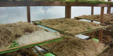 Floating Seaweeds Dryer Tech soon to operate in Looc