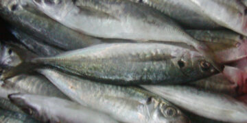 Photo: www.alibaba.com