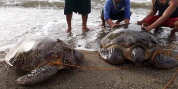 Courtesy: PO2 Ramon Fernando Rey