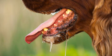 Tips to prevent rabies in dogs