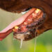 Tips to prevent rabies in dogs