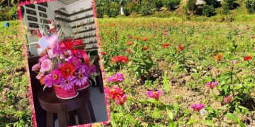 Flower farm in Looc delivers LOVE during Valentine’s Day