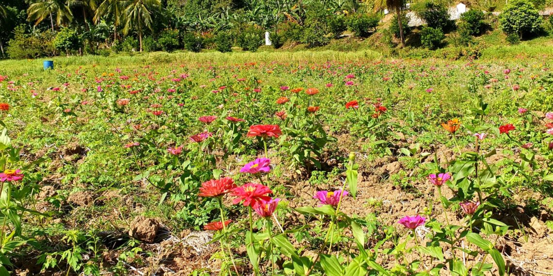 Flower Garden beside Grotto de Banloc, a must visit place this Love Month