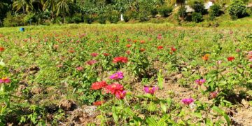Flower Garden beside Grotto de Banloc, a must visit place this Love Month