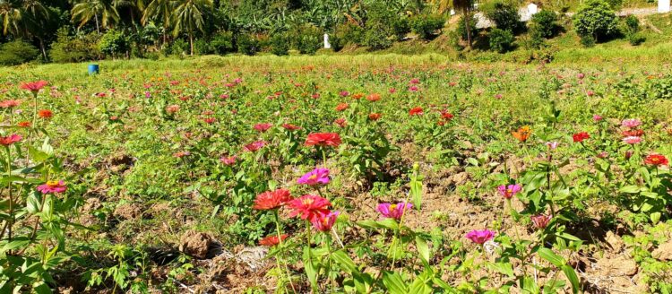 Flower Garden beside Grotto de Banloc, a must visit place this Love Month