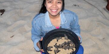 Ferrol’s sea turtle hatchery yields 42 new hatchlings