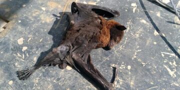 Photo Courtesy: Romblon Electric Cooperative Inc. (ROMELCO)