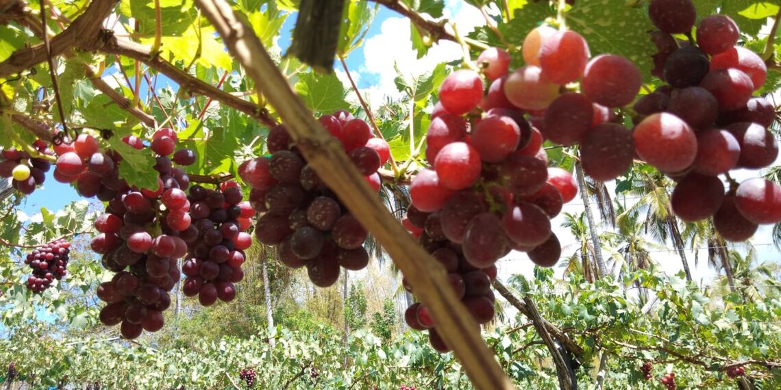 Pick your Own Grapes at Reynaldo’s Farm and Resort in Looc