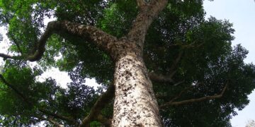 Lalaki, arestado sa pagputol ng Narra sa Romblon