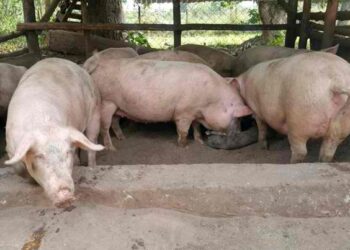 DA confirms confiscated meat products contain ASF virus