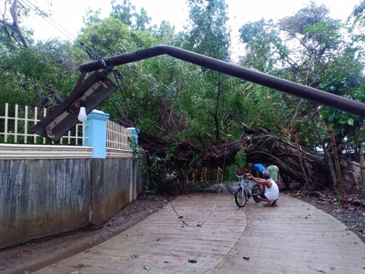 Nabunot na puno, humambalang sa daan sa Odiongan