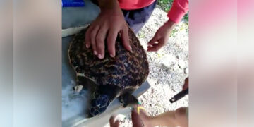 Nalambat na pawikan, nailigtas sa Romblon, Romblon