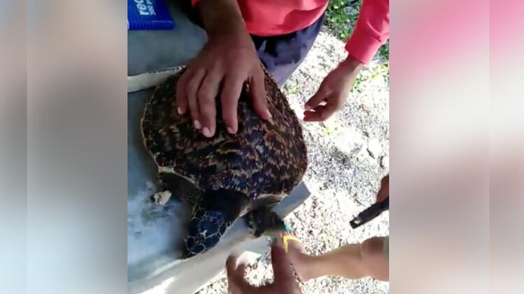 Nalambat na pawikan, nailigtas sa Romblon, Romblon