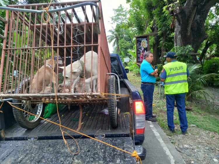 Mga galang aso sa Alcantara, pinagdadampot ng ProVet