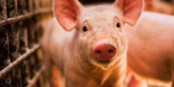 Pagbiyahe ng buhay na baboy palabas ng probinsya ng Romblon, bawal muna