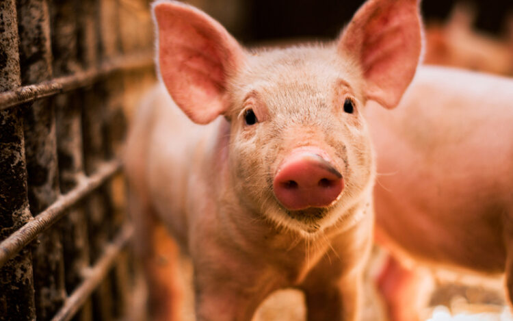 Pagbiyahe ng buhay na baboy palabas ng probinsya ng Romblon, bawal muna